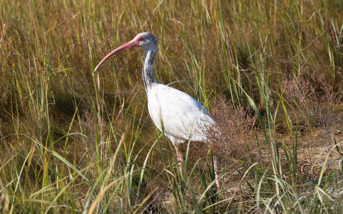 ibis bílý - ML644820504