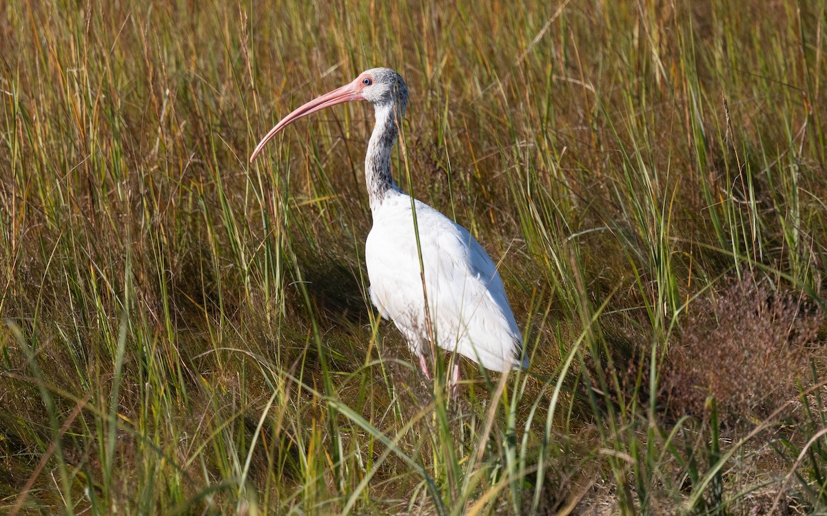 ibis bílý - ML644820505