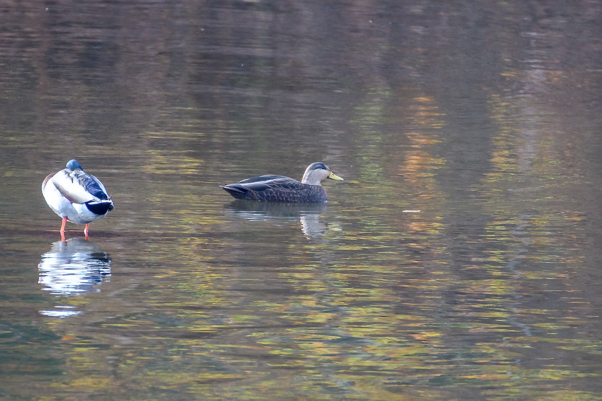 American Black Duck - ML644820506