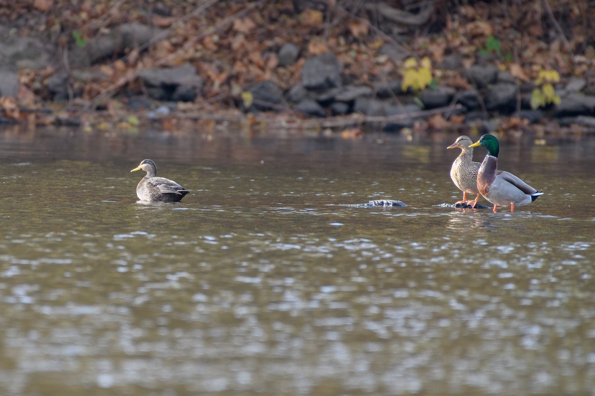 American Black Duck - ML644820512