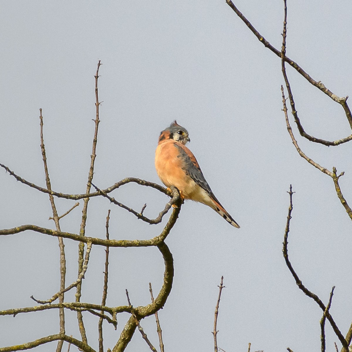 American Kestrel - ML644820515