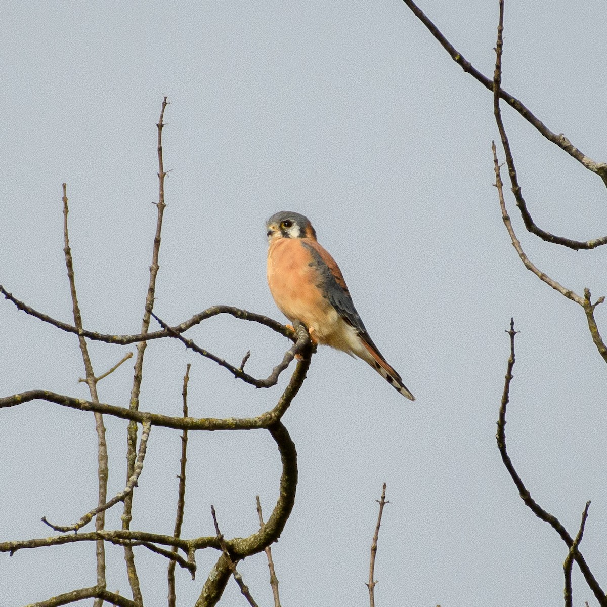 American Kestrel - ML644820516