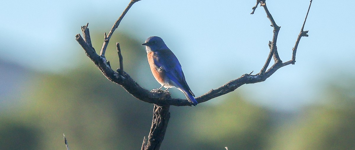 vestblåfugl - ML644820518