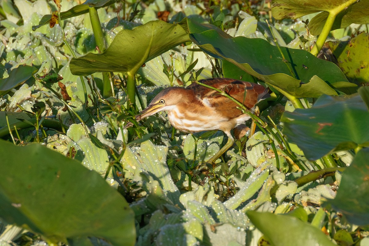 Least Bittern - ML644820525