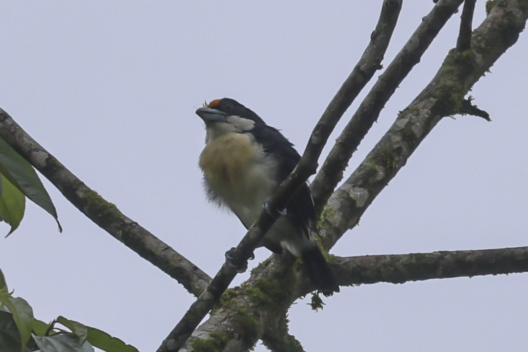 Orange-fronted Barbet - ML644820527