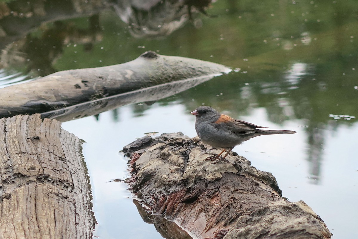 vinterjunko (caniceps) - ML644820538