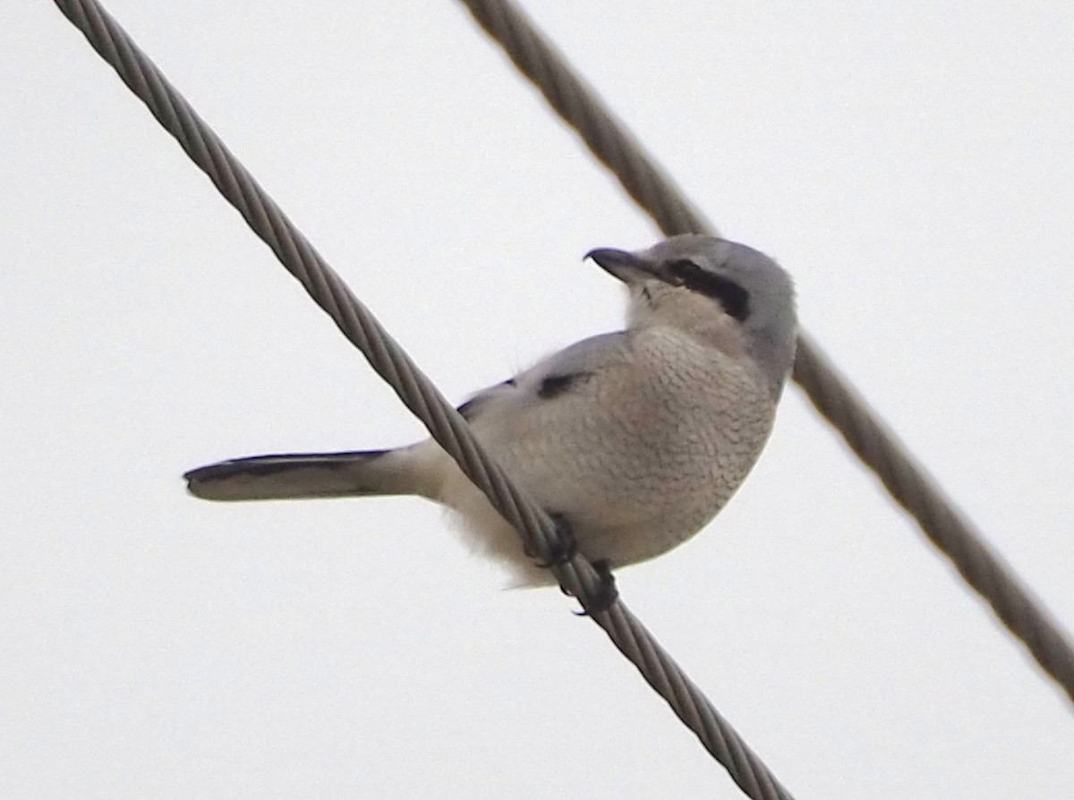 Northern Shrike - ML644820541