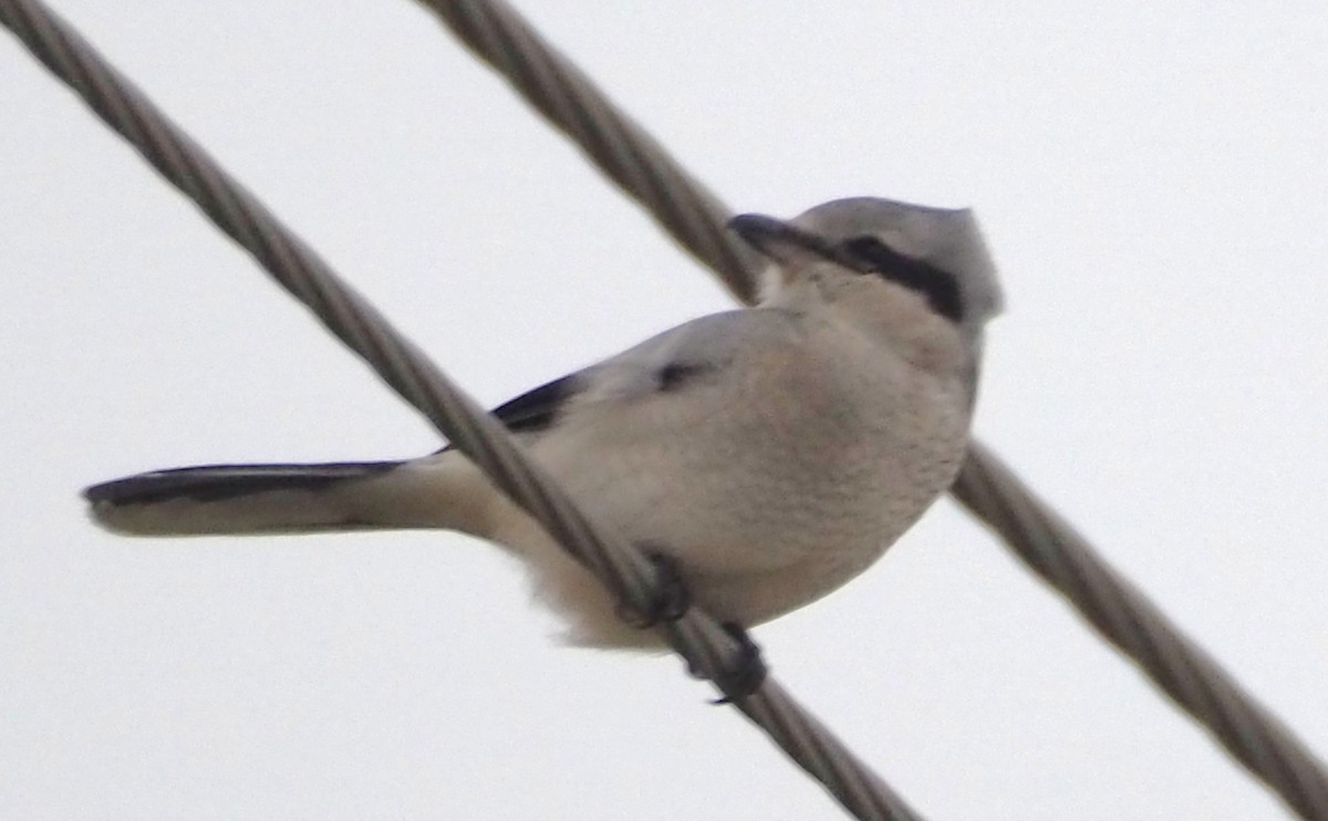 Northern Shrike - ML644820543