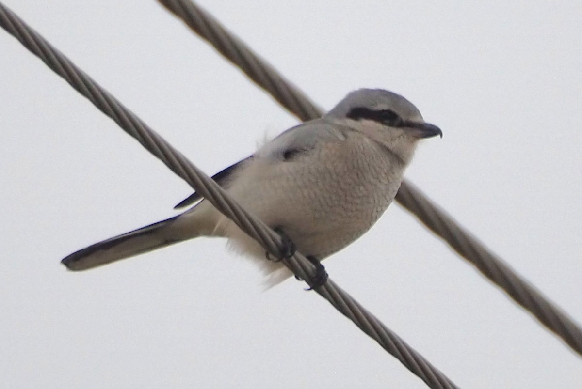 Northern Shrike - ML644820544