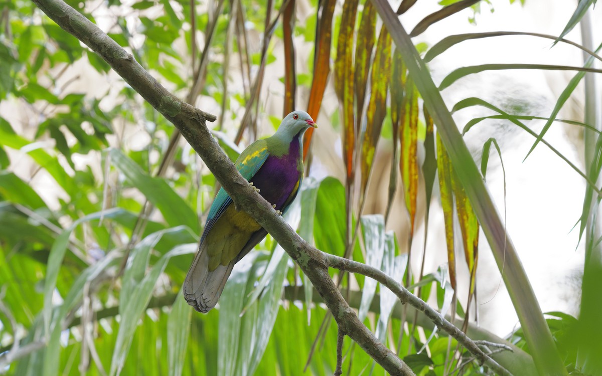 Wompoo Fruit-Dove - ML644820548