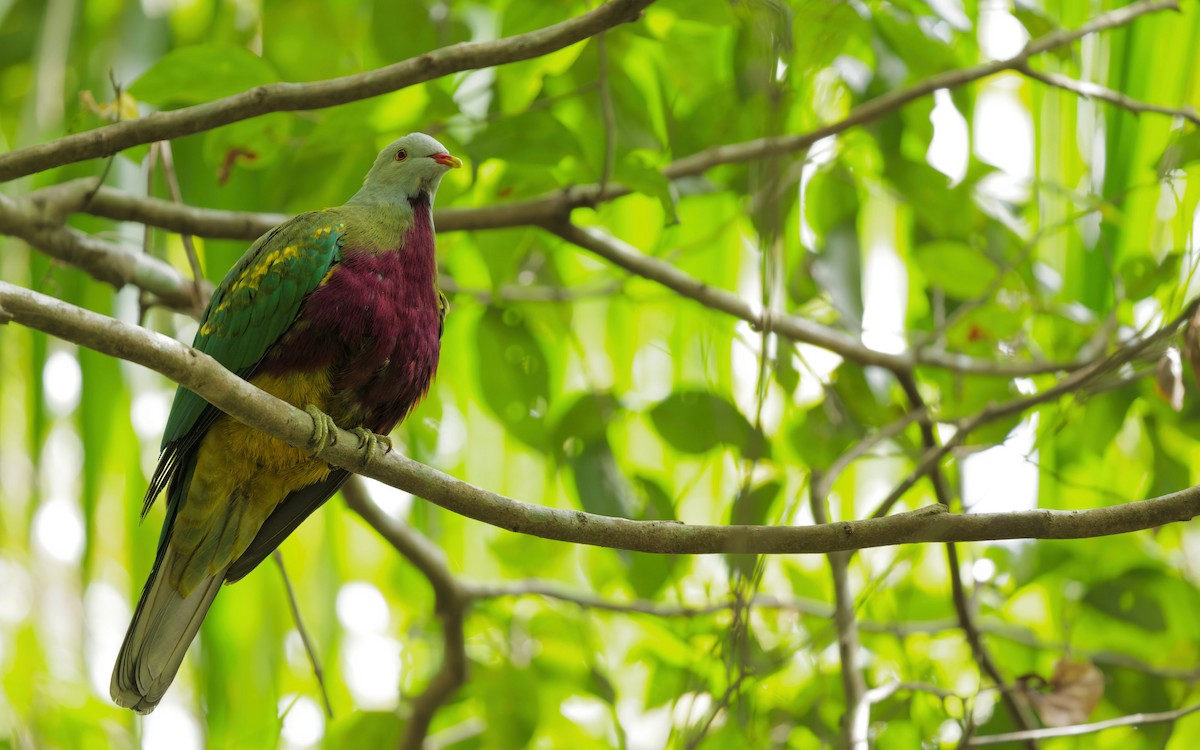 Wompoo Fruit-Dove - ML644820549