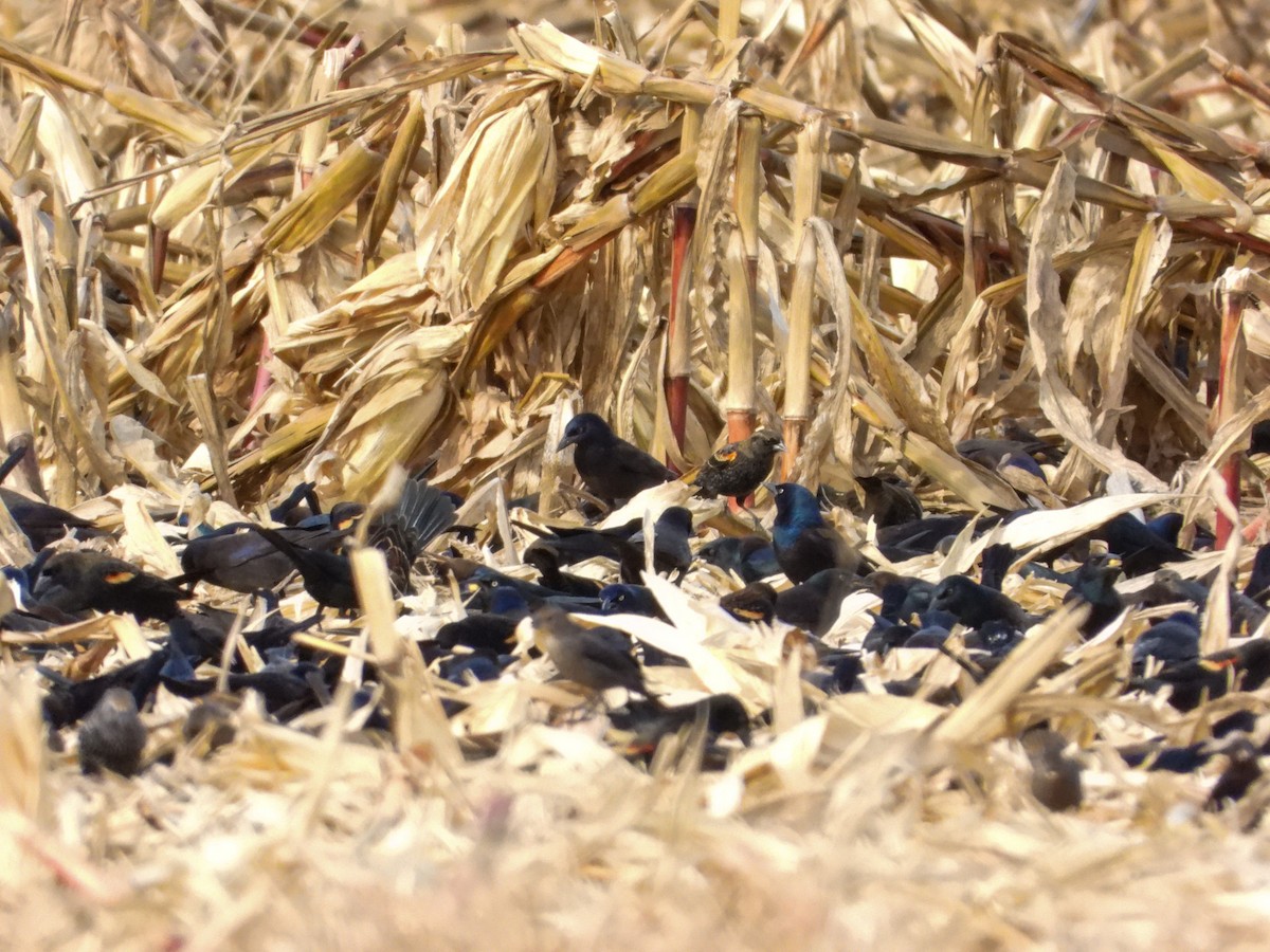 Common Grackle - ML644820568