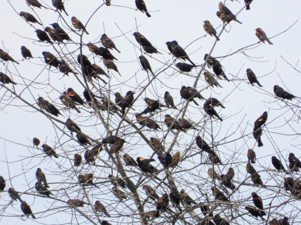 Common Grackle - ML644820569