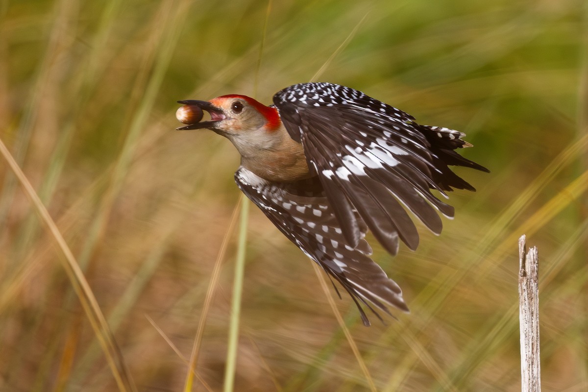 Carolinaspecht - ML644820573