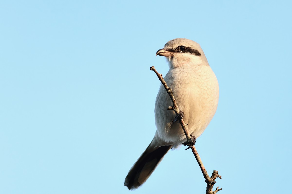 Great Gray Shrike - ML644820586