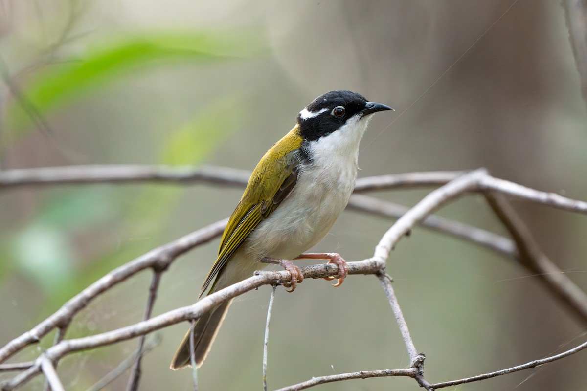 White-throated Honeyeater - ML644820587