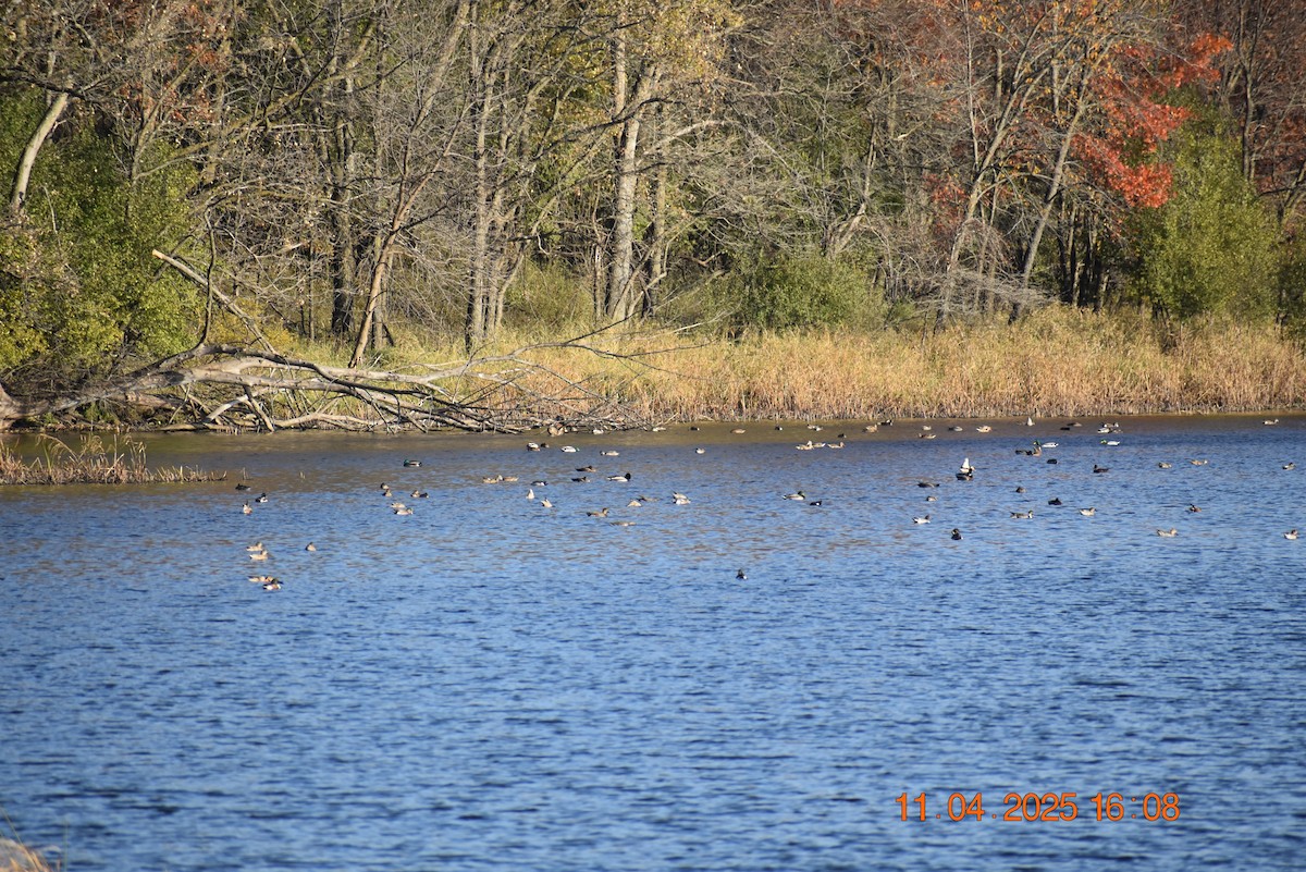 Northern Shoveler - ML644820589