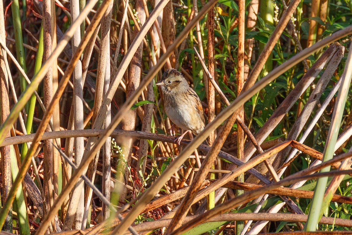 Swamp Sparrow - ML644820590