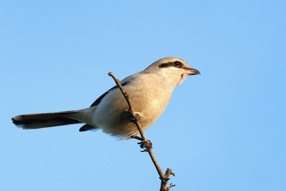 Great Gray Shrike - ML644820595