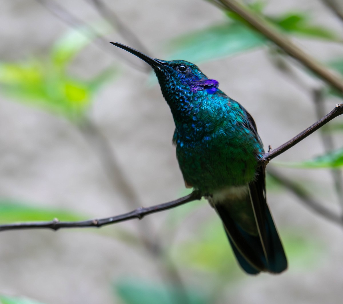 Lesser Violetear - ML644820598