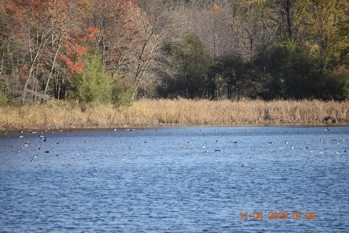 American Wigeon - ML644820599