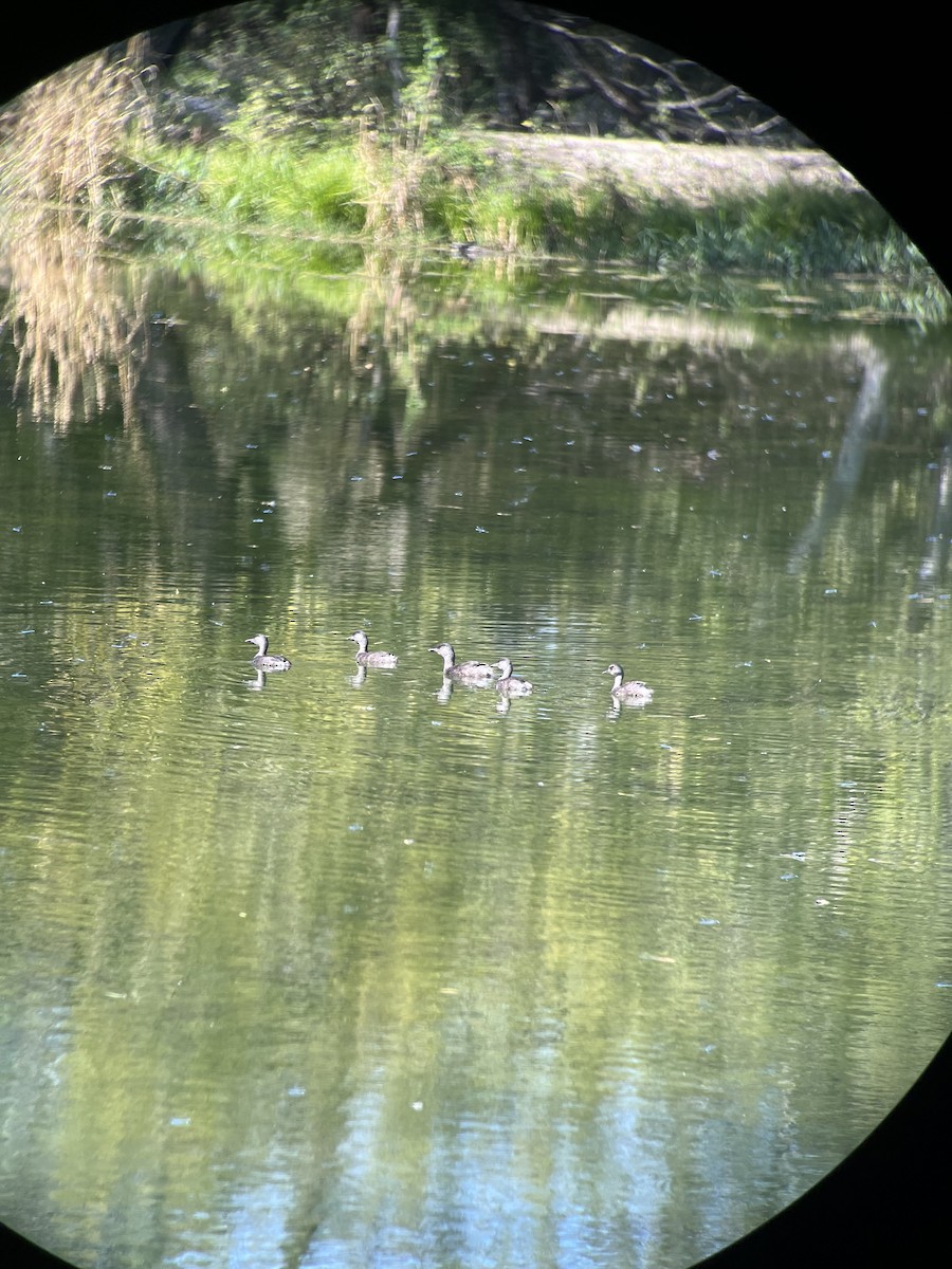 Least Grebe - ML644820601