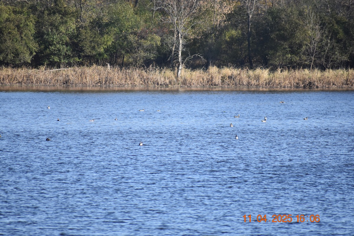 Northern Pintail - ML644820606