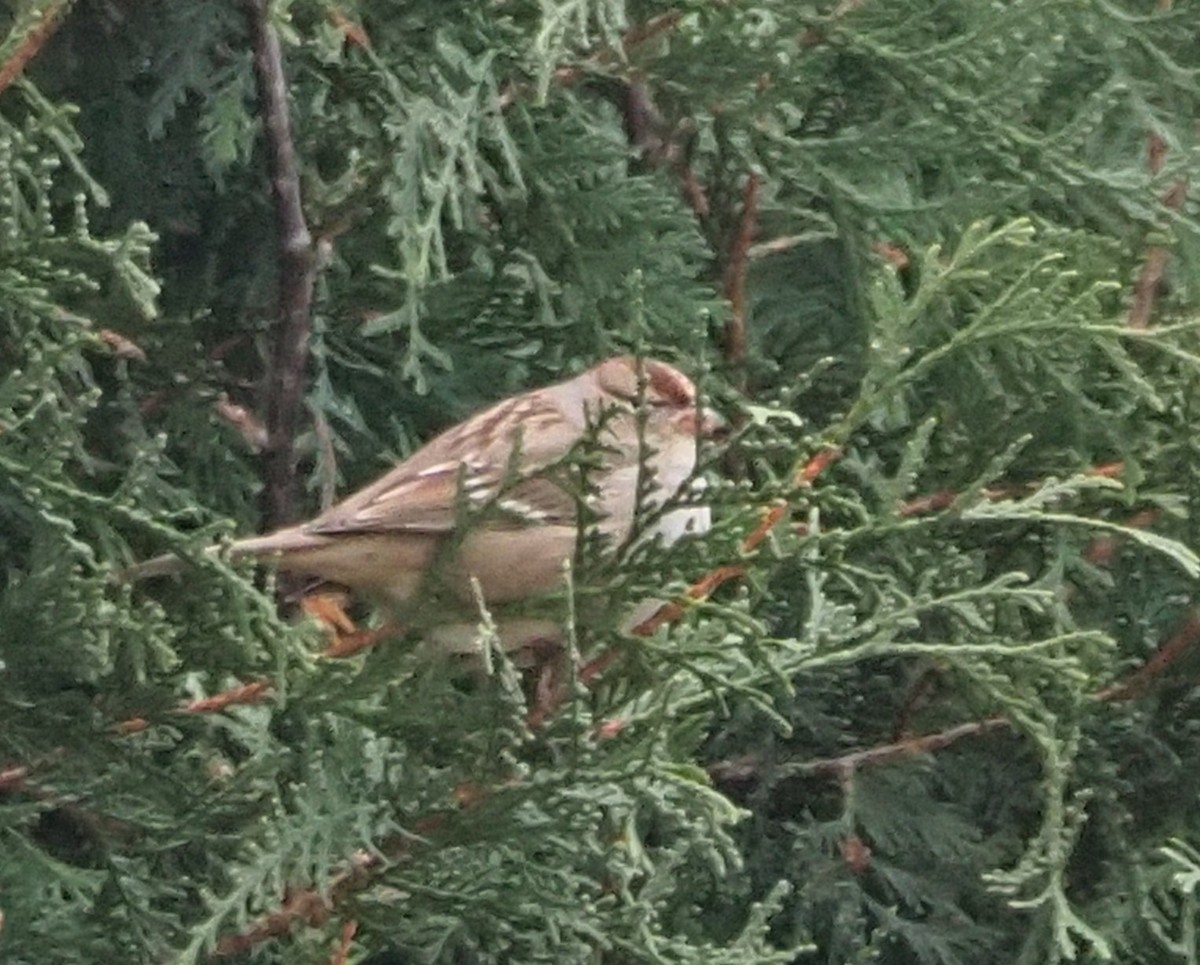 White-crowned Sparrow - ML644820612