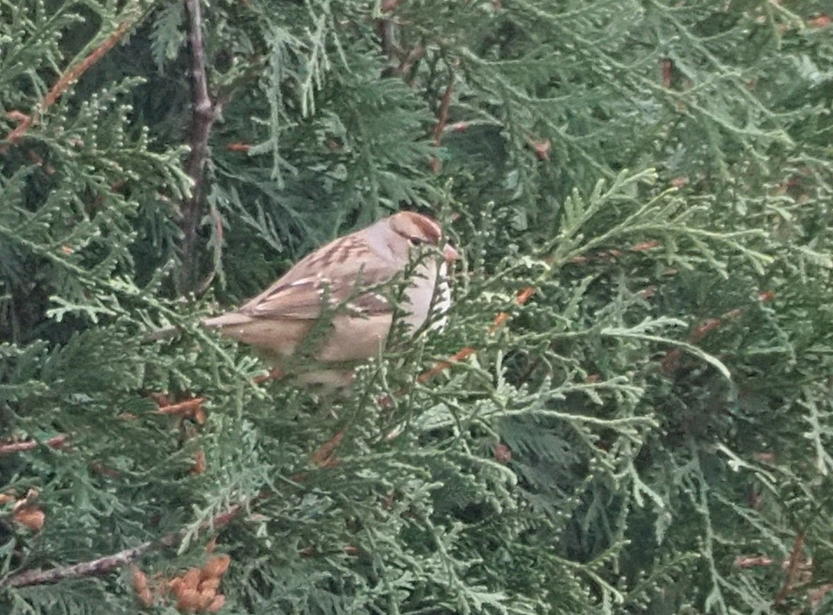 White-crowned Sparrow - ML644820613