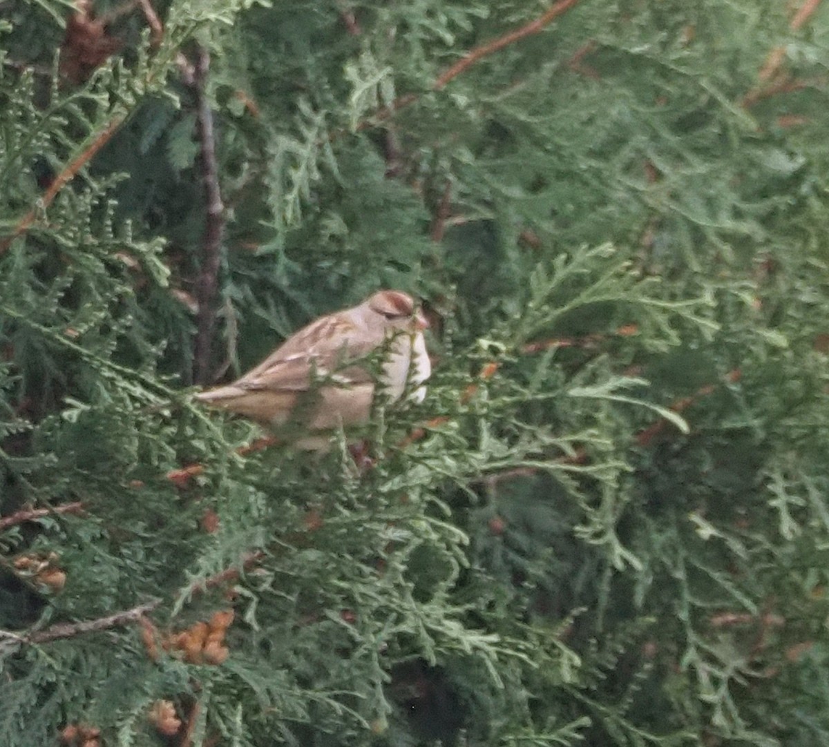 White-crowned Sparrow - ML644820614