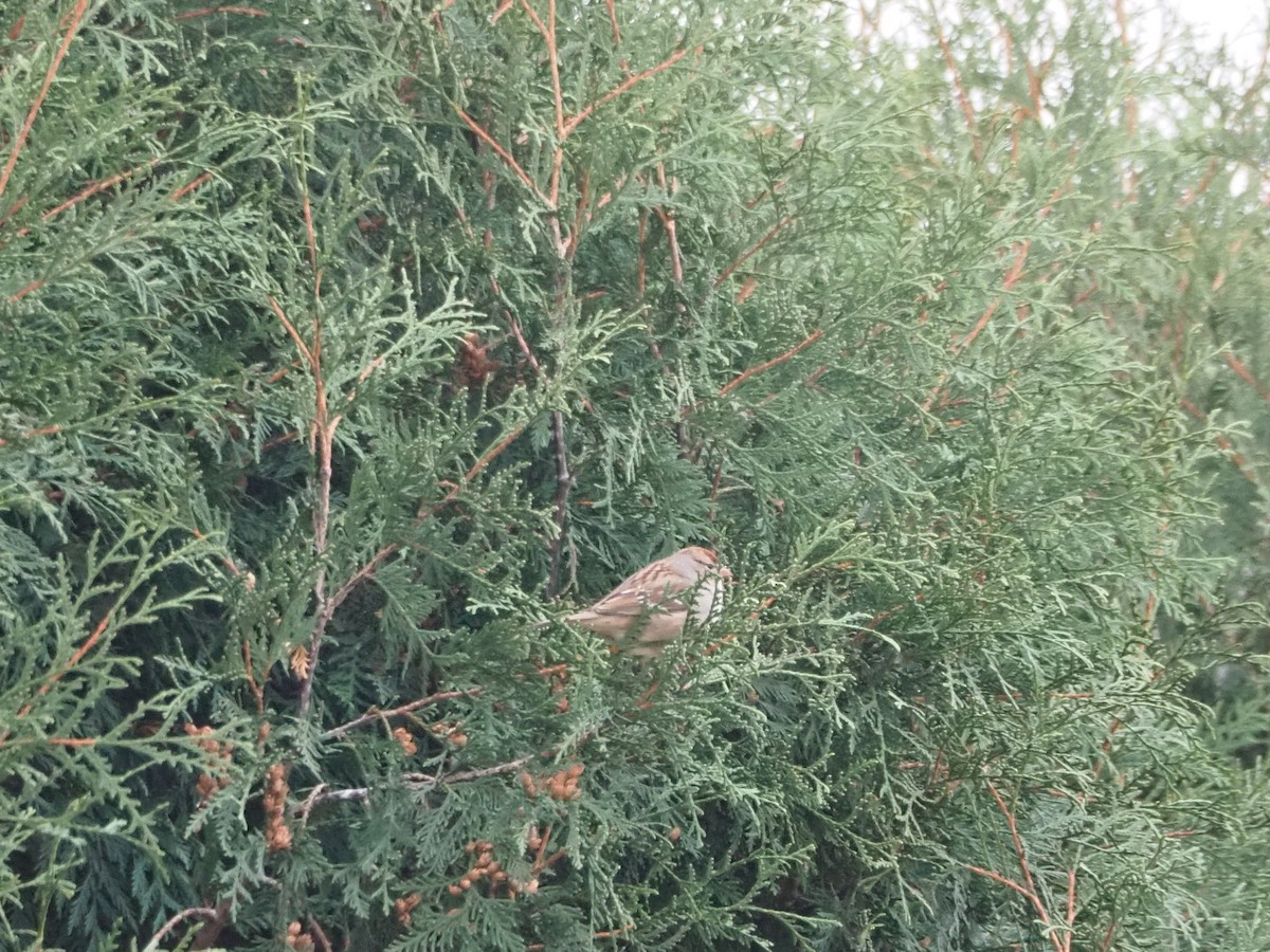 White-crowned Sparrow - ML644820615