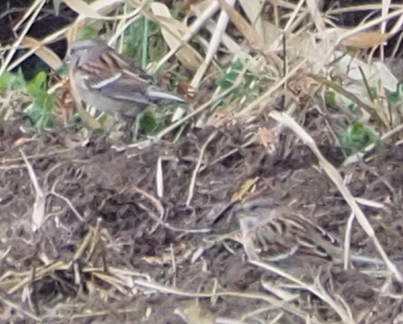 American Tree Sparrow - ML644820617
