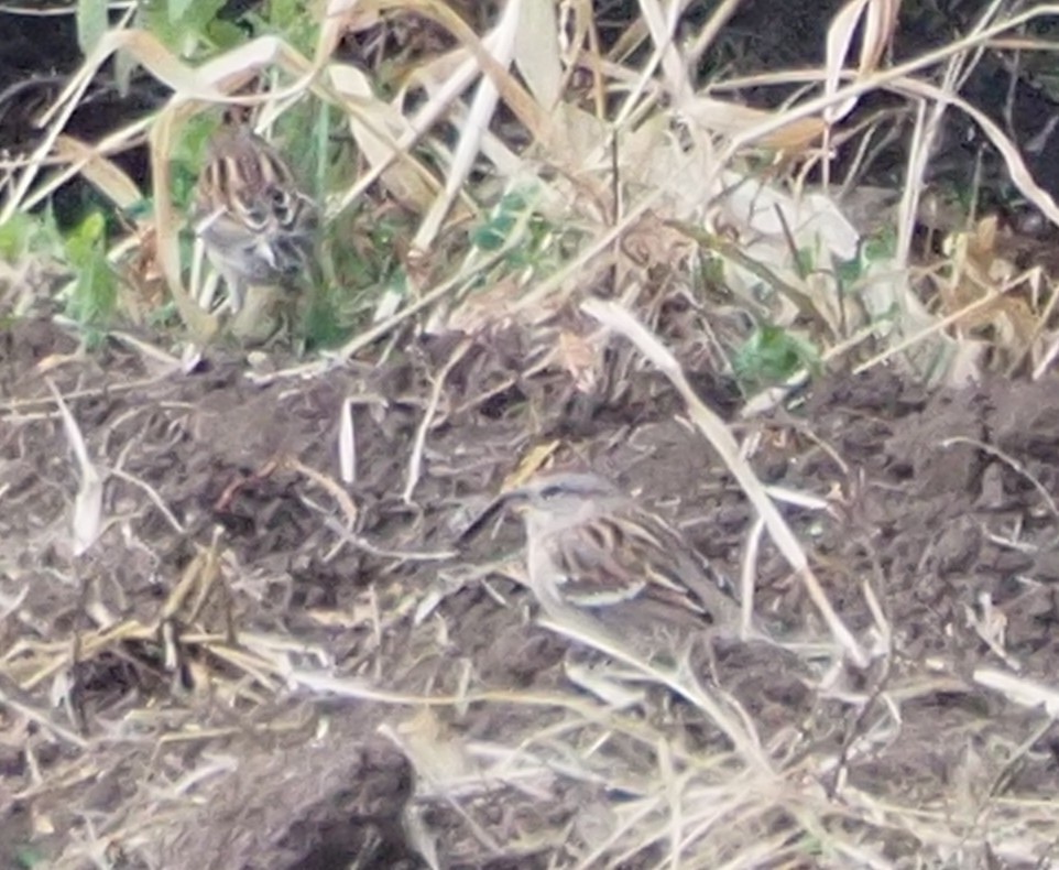 American Tree Sparrow - ML644820618