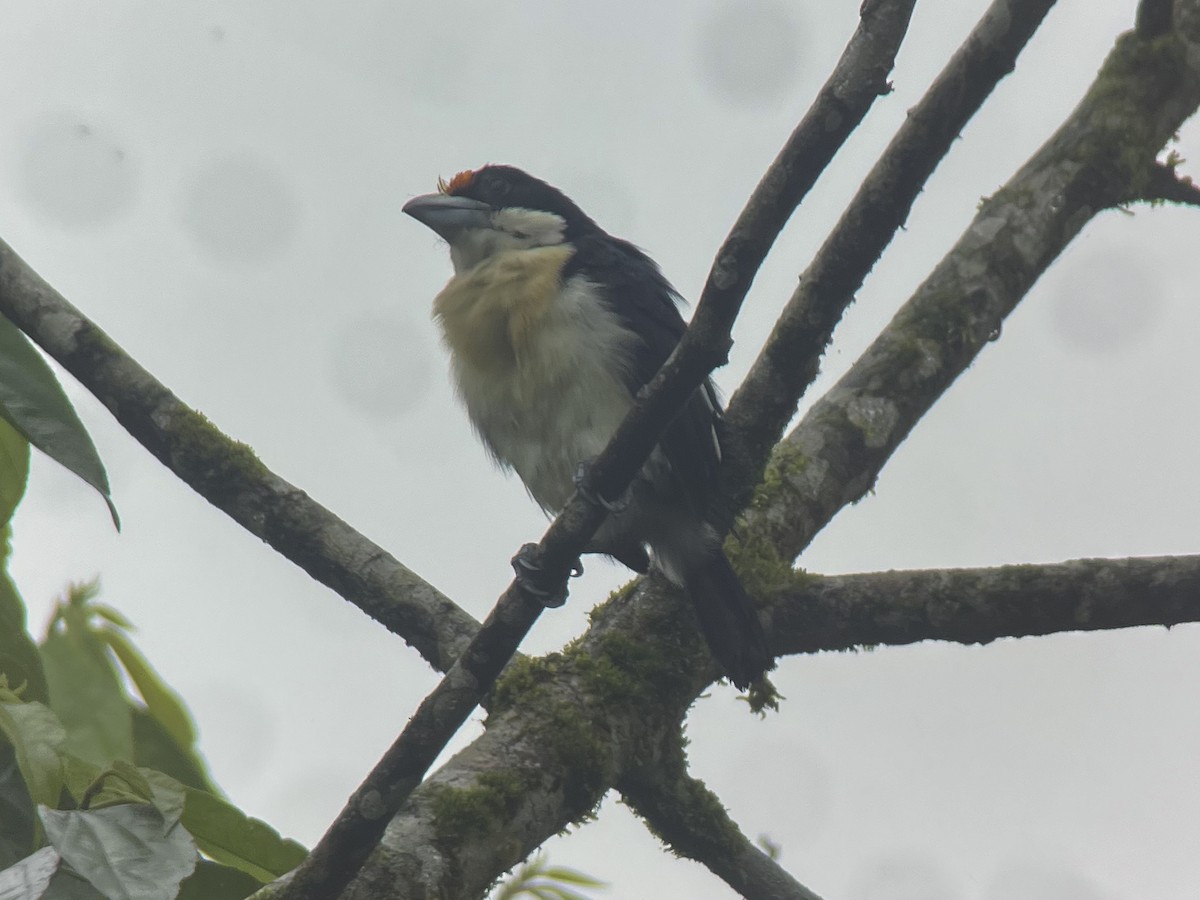 Orange-fronted Barbet - ML644820621
