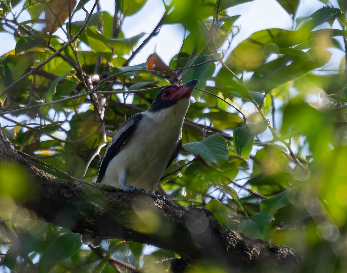 Masked Tityra - ML644820623