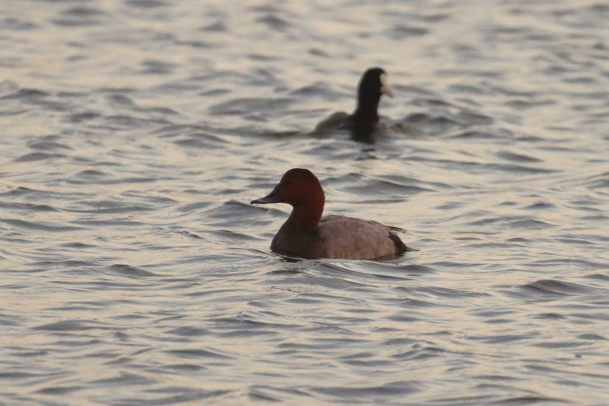 Common Pochard - ML644820624
