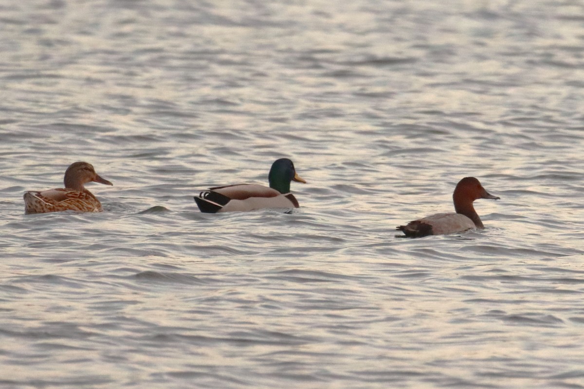 Common Pochard - ML644820625