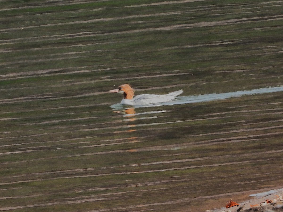 Smergo maggiore - ML644820630