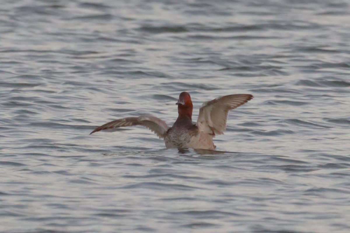 Common Pochard - ML644820631