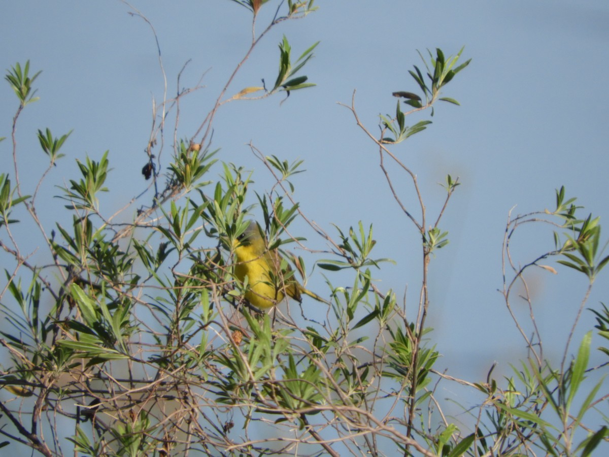 Жовтогорлик східний - ML644820641