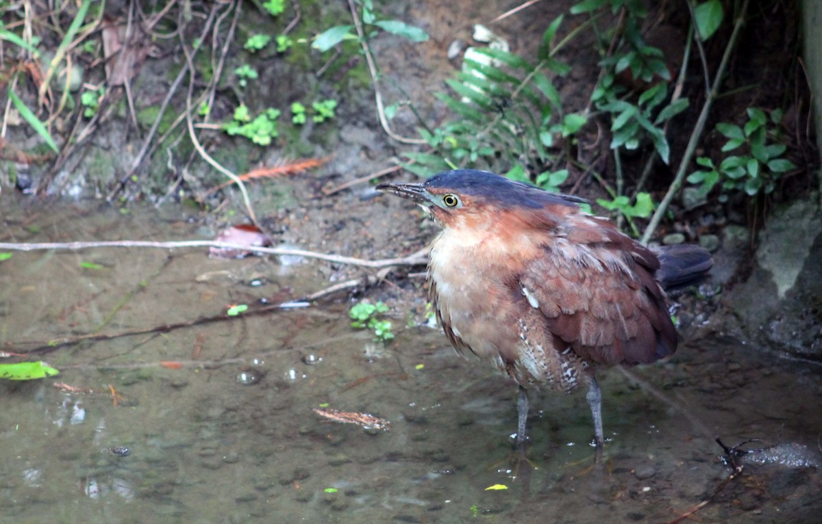 ズグロミゾゴイ - ML644820642