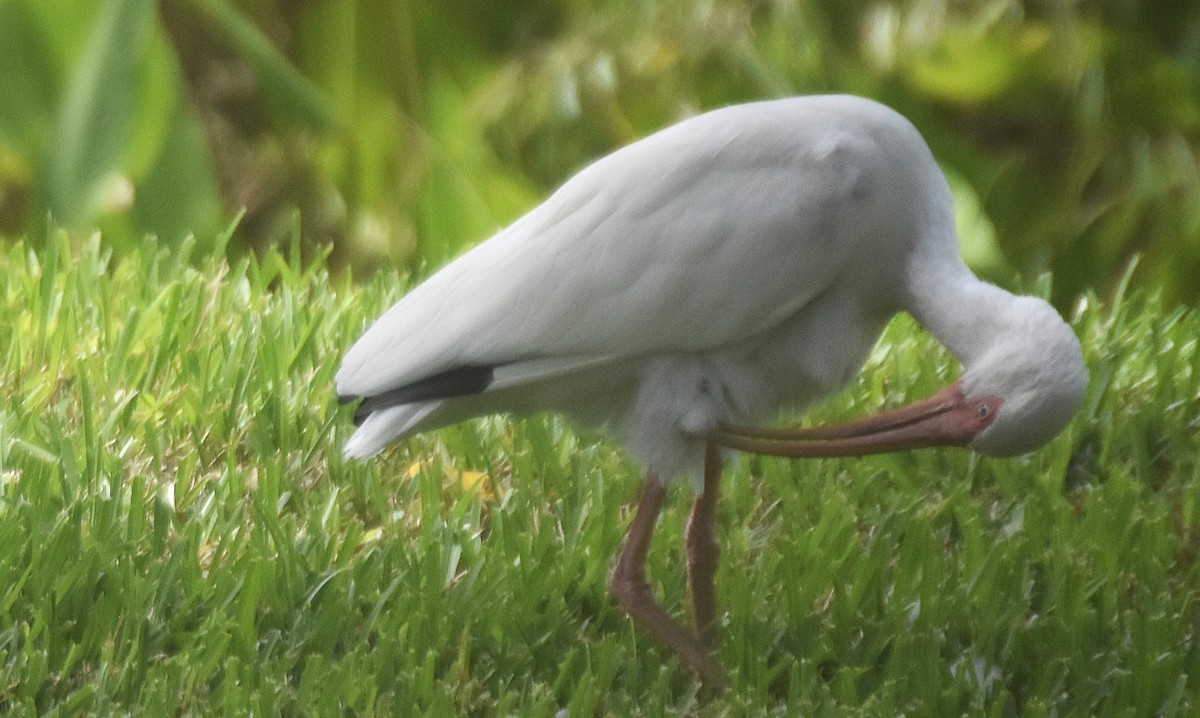 ibis bílý - ML644820644