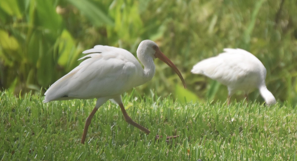 ibis bílý - ML644820645