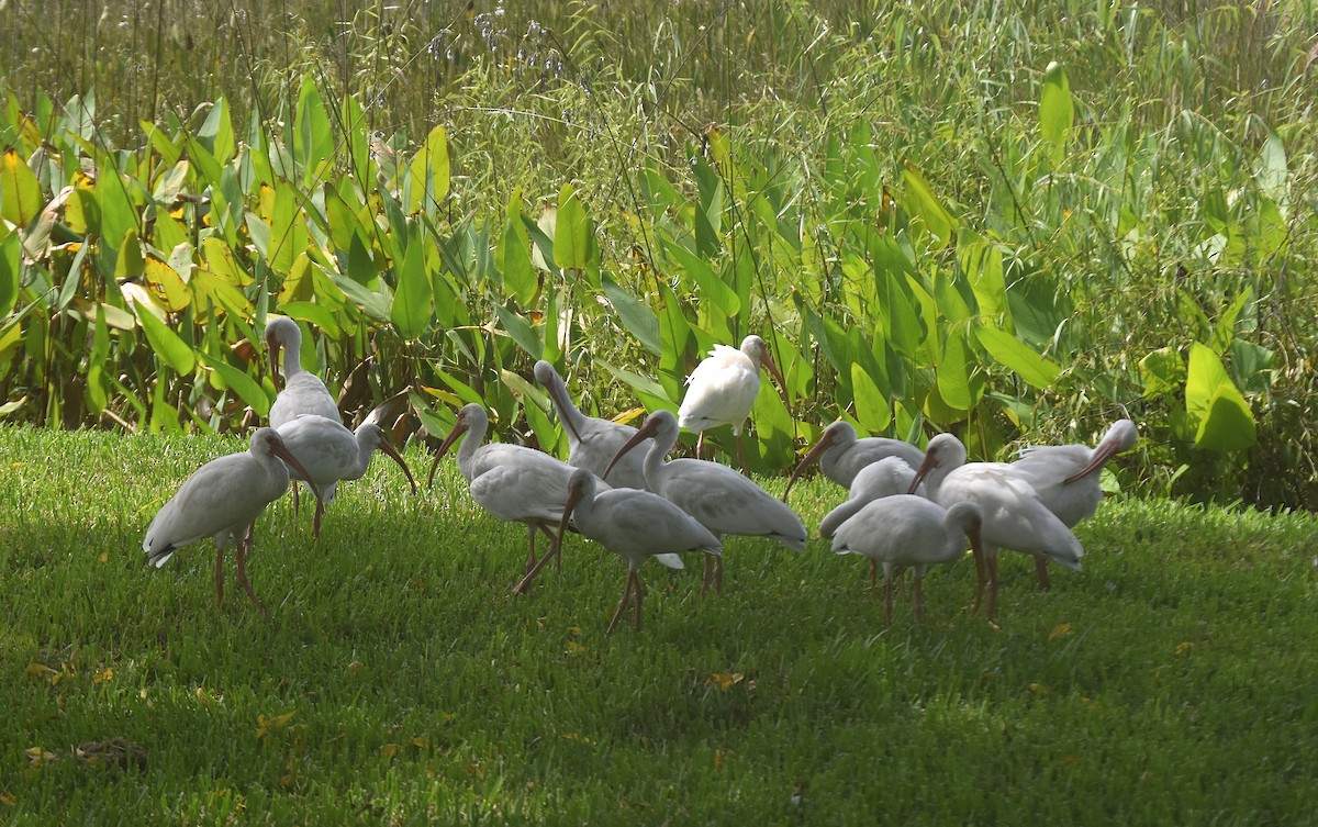 ibis bílý - ML644820646