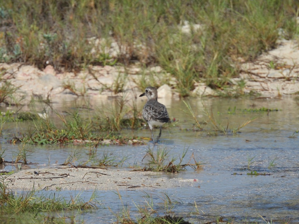 ダイゼン - ML644820658