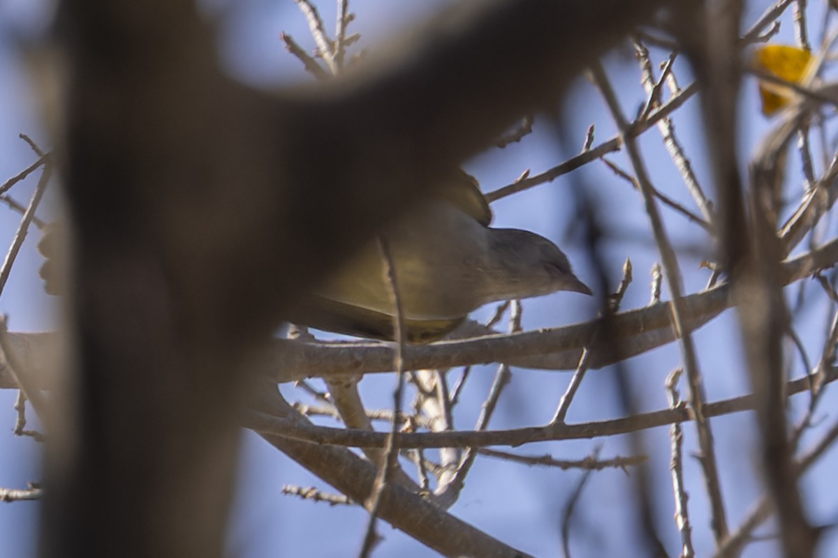 Желтобрюхая эления - ML644820660