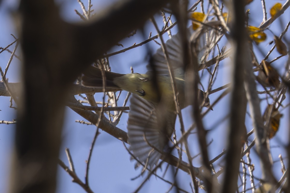 Желтобрюхая эления - ML644820661