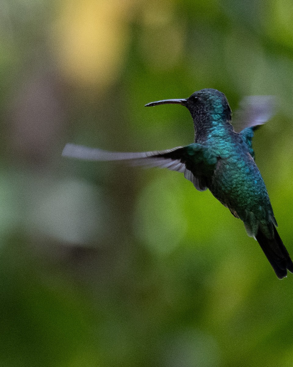 Shining-green Hummingbird - ML644820664