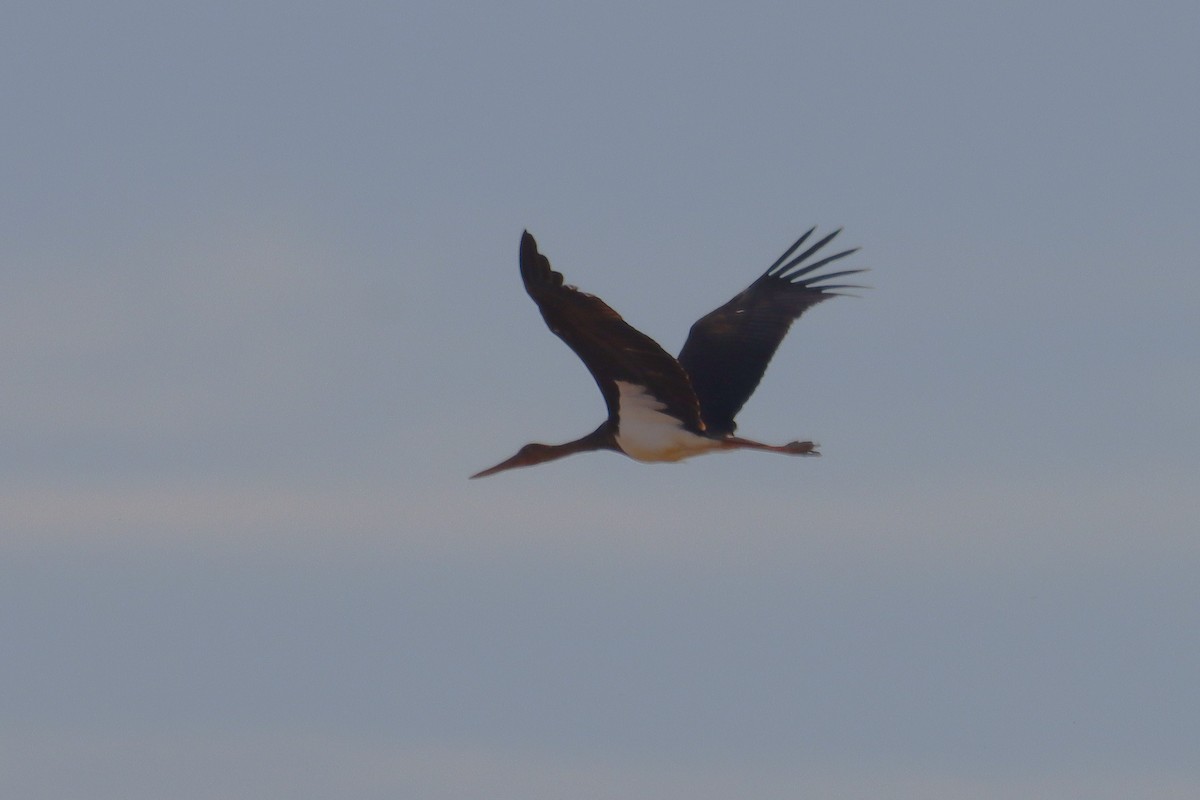 Black Stork - ML644820665