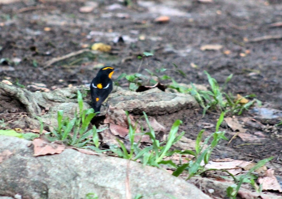 Narzissenschnäpper - ML644820666